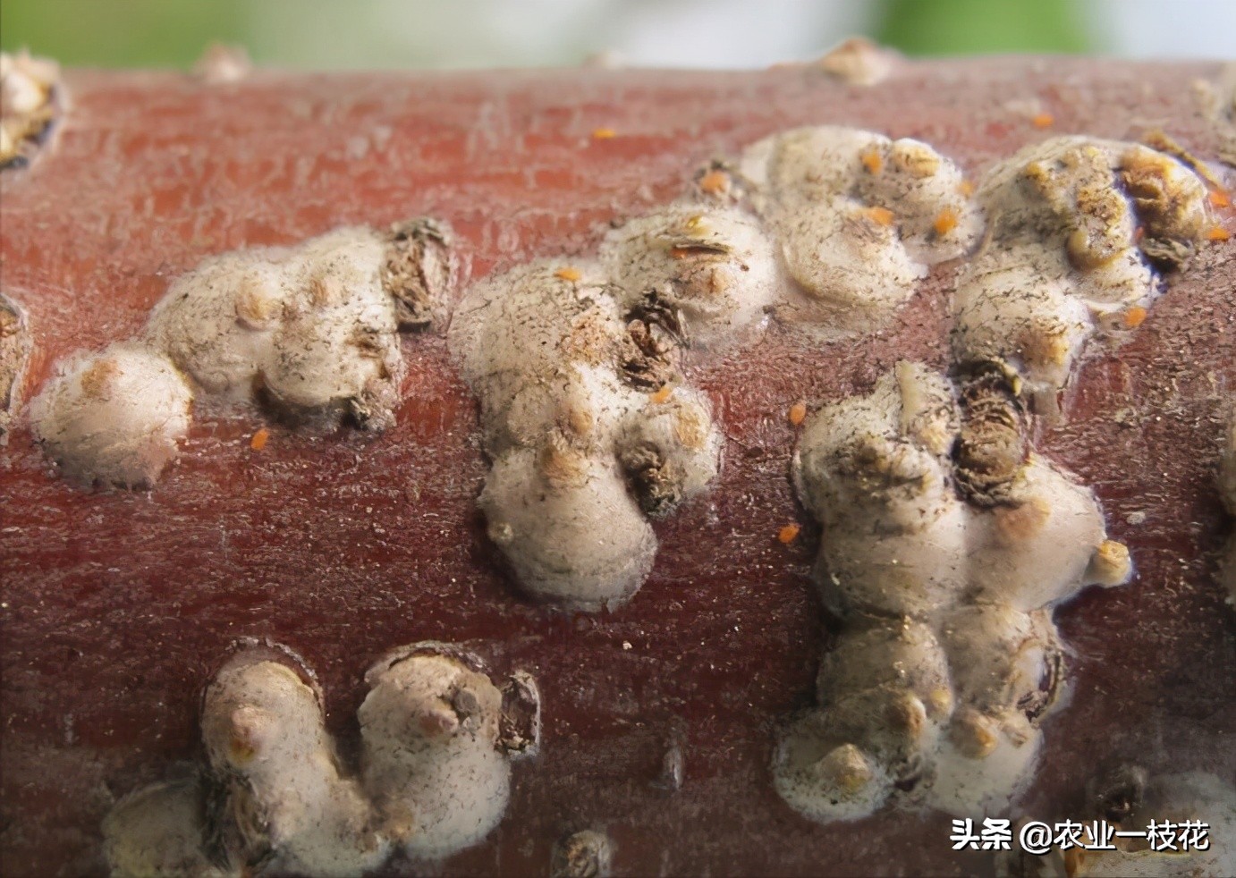 树枝上有白点是什么原因,桑白蚧和蚧壳虫怎么区别