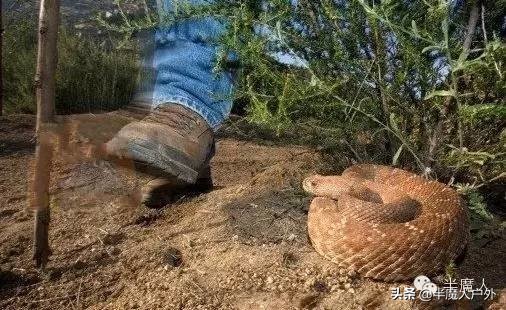 野外生存的知识有哪些,农村常见的蛇类你都认识吗