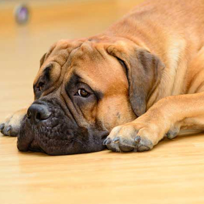 狗狗一直拉肚子呕吐该怎么做,狗狗乱吃东西拉稀拉血怎么办