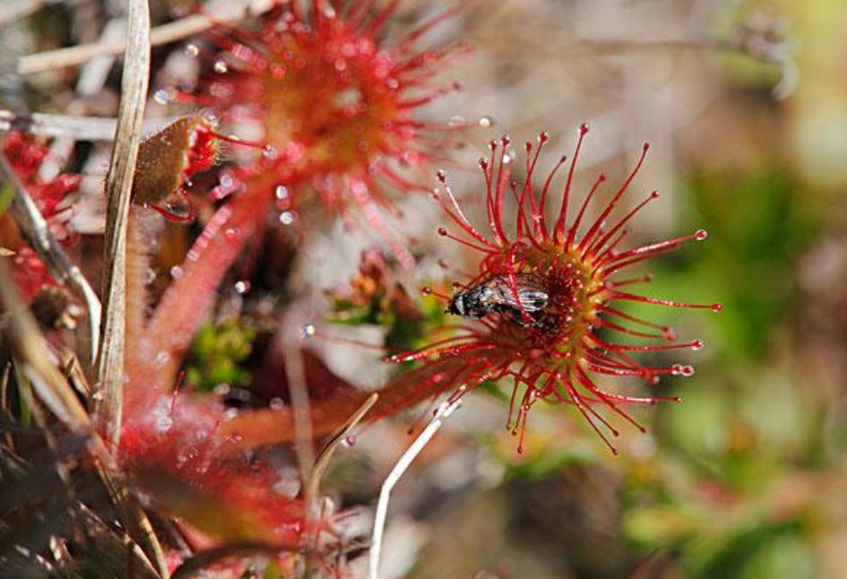 30分钟内“吃”多种虫！重庆第1次发现圆叶茅膏菜，这是什么植物