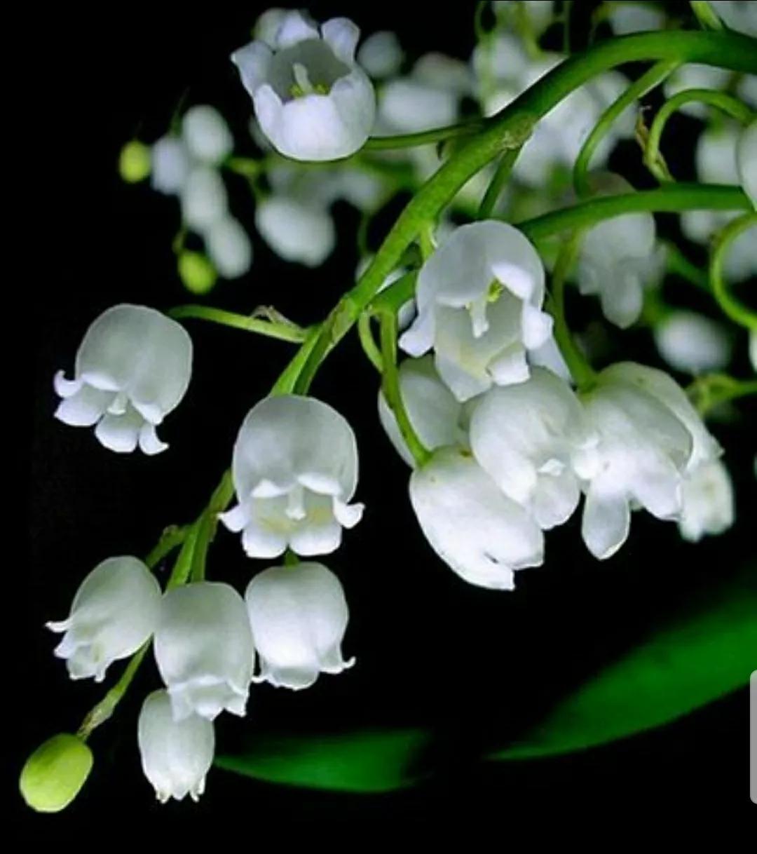 铃儿响叮当双音和弦五线谱,铃儿响叮当三级长笛