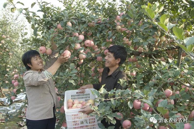种养产业推动乡村振兴工作,我县壮大特色农业引领乡村振兴