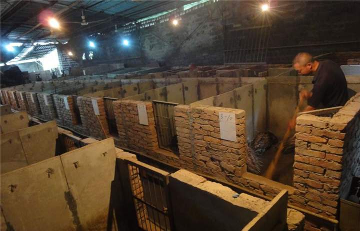 最暴利的养殖方法,巴马香猪养殖利润高为什么没人养