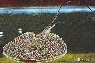 停电了鱼缸的鱼要怎么弄,停电了鱼缸里的鱼缺氧怎么救