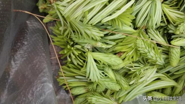 云南新鲜原味松子,云南沙松尖什么味道