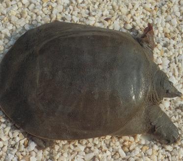 河南汝阳甲鱼种植基地,种养结合养甲鱼