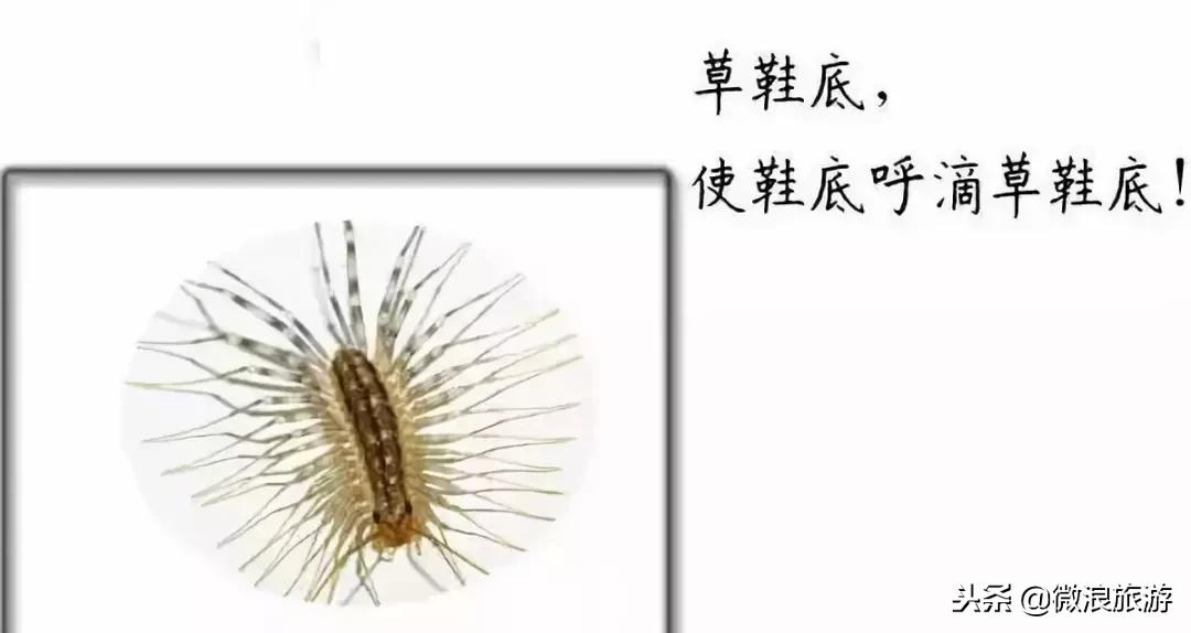 莒州话,莒县话听不懂