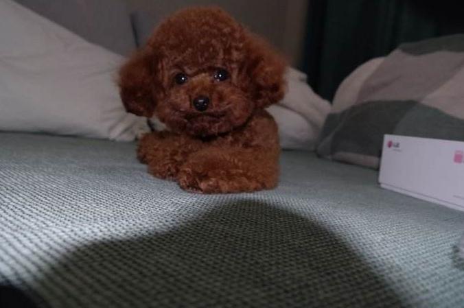 泰迪犬偏不睡狗窝,非要和主人挤一块,第3个原因让人心疼