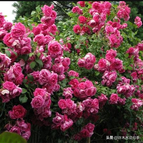 买到假月季苗怎么办,怎样网购月季不受骗