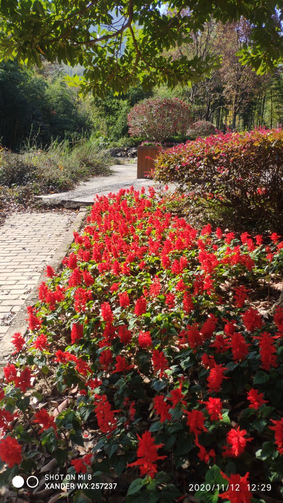 宜兴竹海十一月金色素材图片