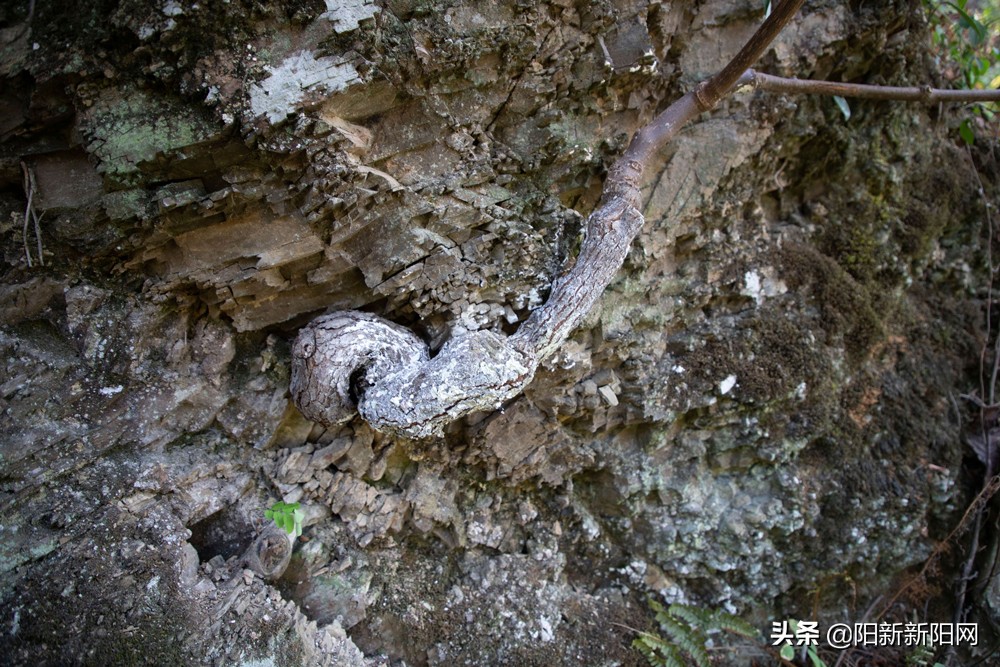 阳新县新闻,湖北鄂州阳新新闻