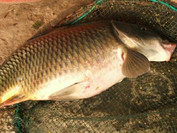 鲤鱼和草鱼的营养区别,鲤鱼与草鱼哪个有营养