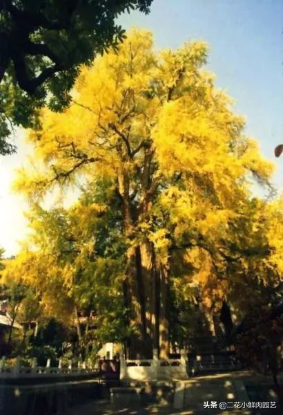 中国珍稀濒危植物保护名录,十大珍稀植物排行榜
