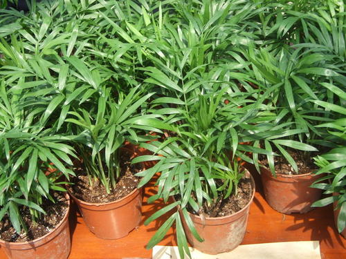 袖珍椰子发黄怎么办,袖珍椰子怎么养才不会黄叶