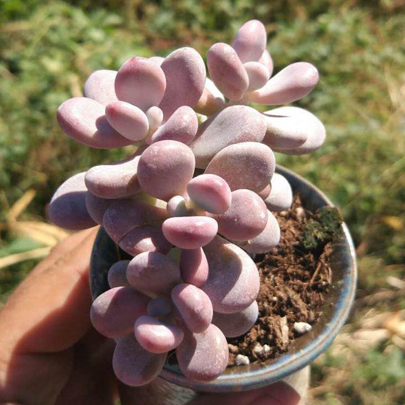 气温高的夏天多肉如何养护,高温夏天多肉怎么养出状态