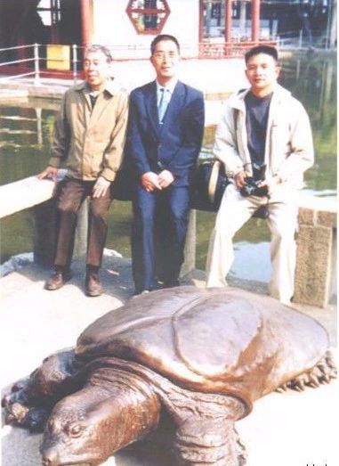 中国最后一只斑鳖,中国最后一只雌性斑鳖