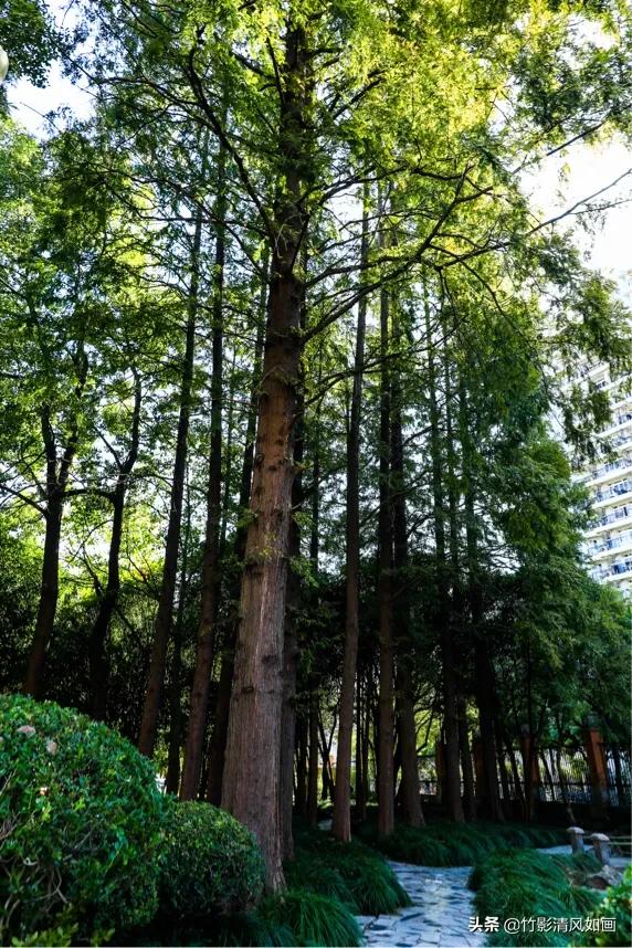 春天里的一抹绿色,春天的一抹绿意