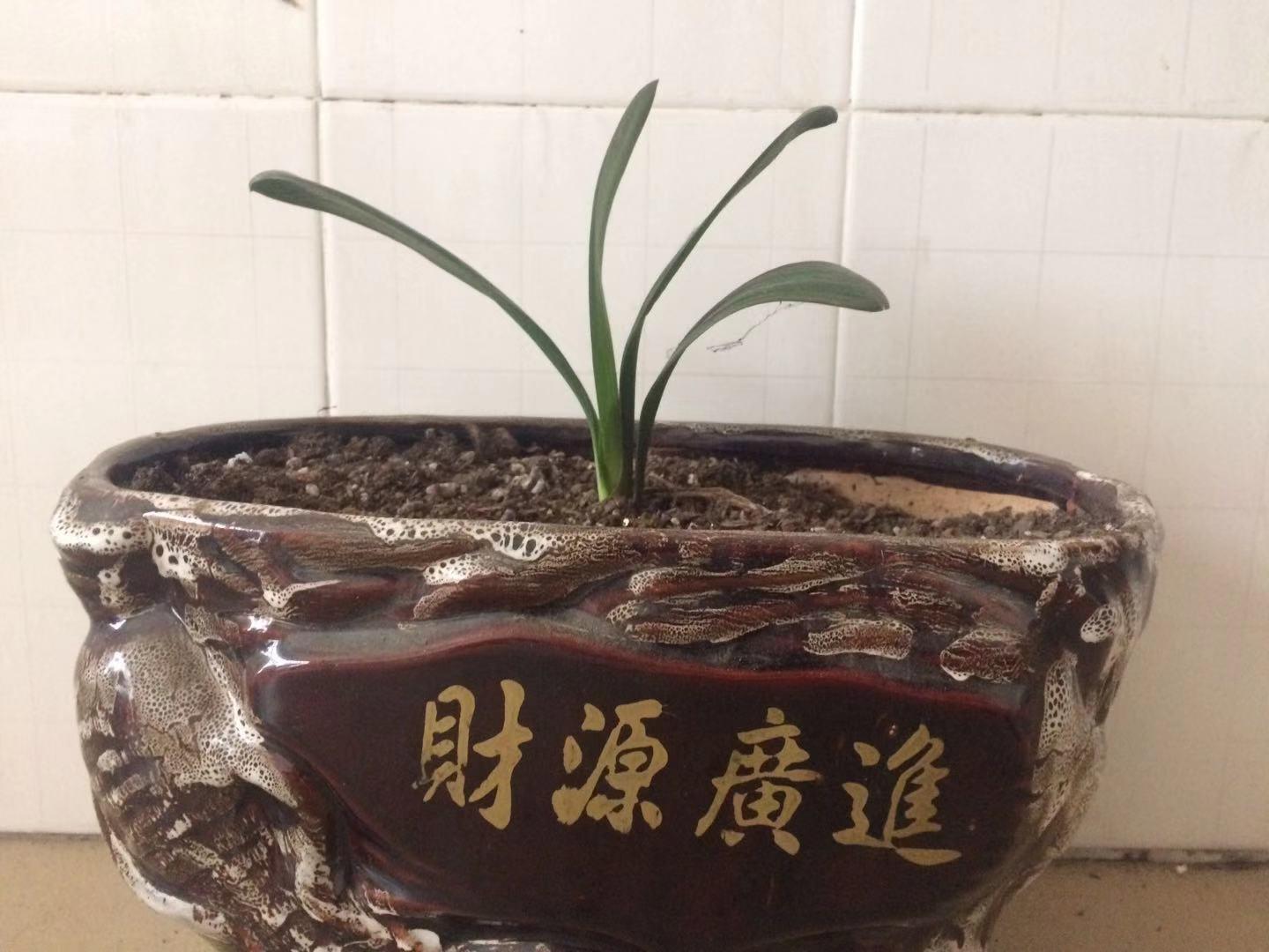 网购君子兰小苗养殖技术,网购君子兰怎样栽种