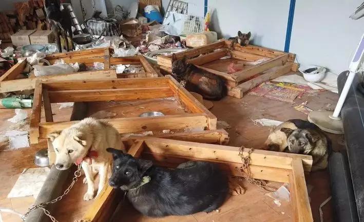 偷狗事件警方是如何提醒的,如何防范偷狗警方