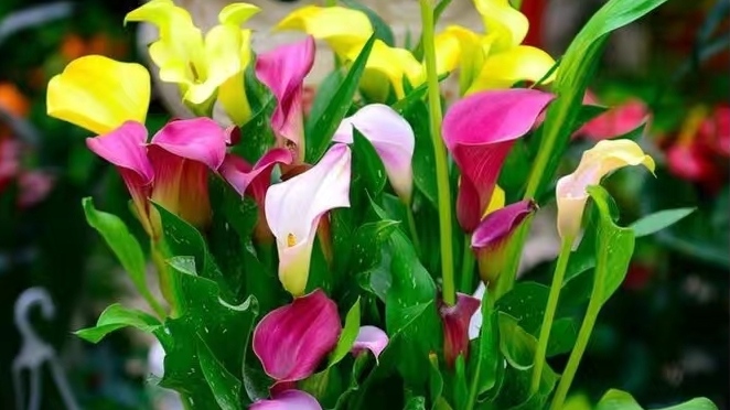 澶忔棩椹箘鑾茶姳鍏绘姢,杩涘彛椹箘鑾茬殑鍏绘姢