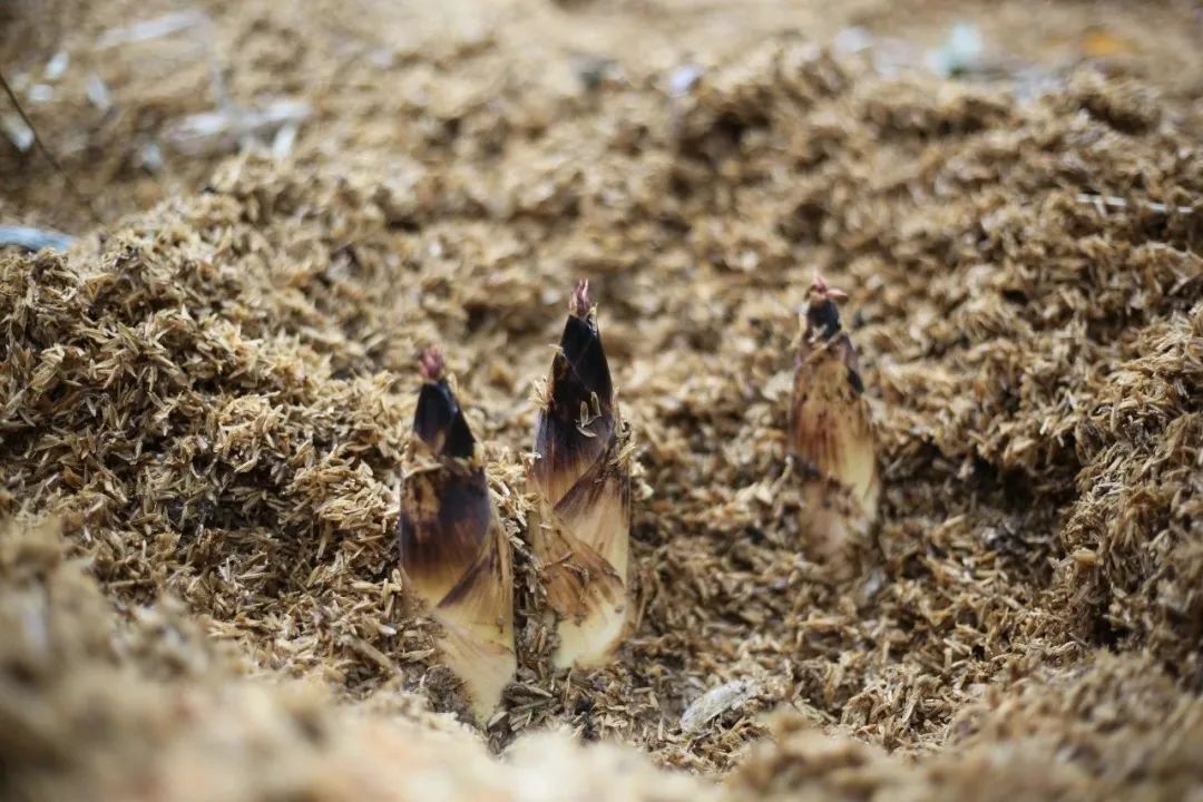 舌尖上的珍味春笋,舌尖上的春笋完整视频