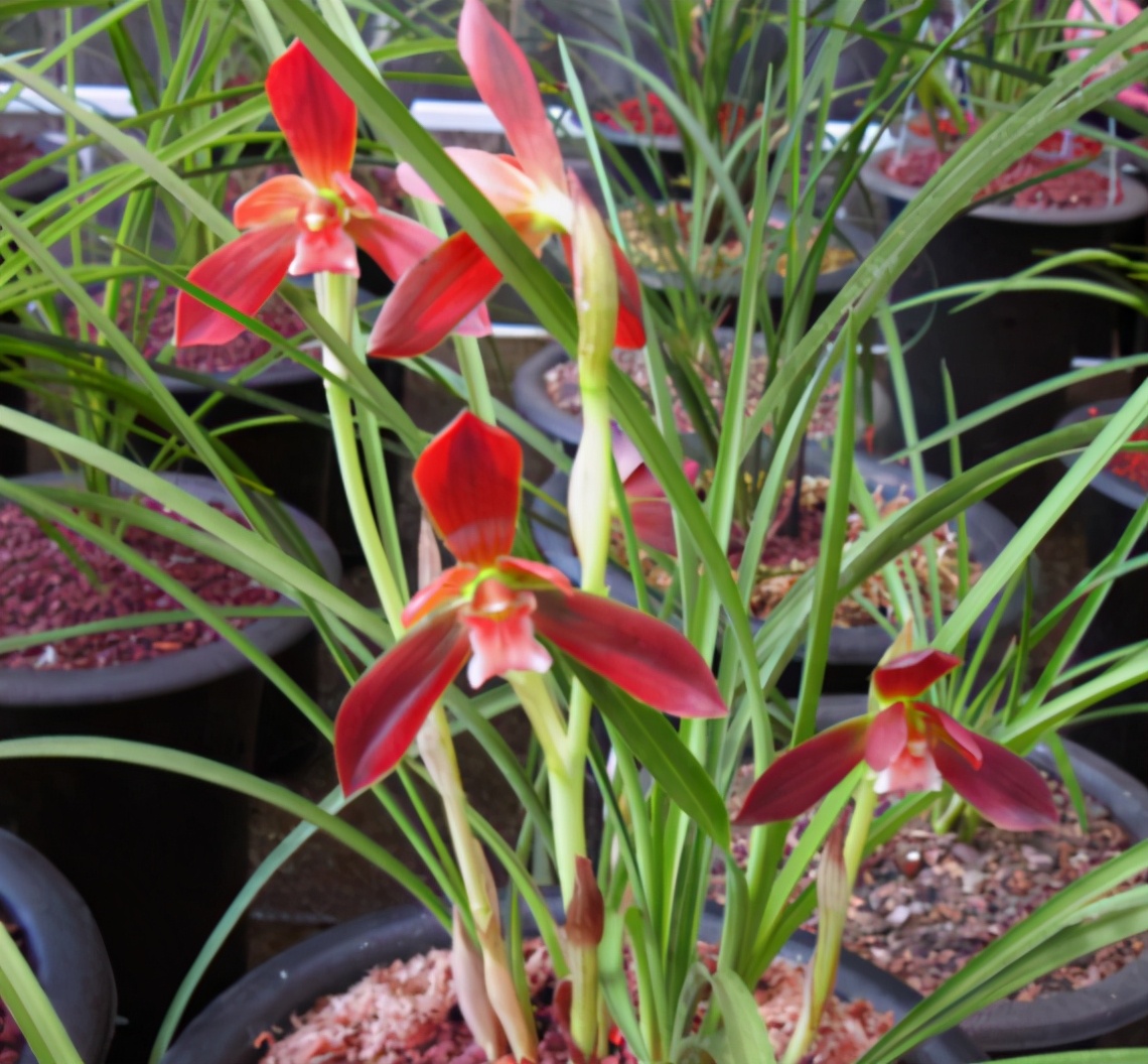 它被誉为“国兰第一红”,顶级红素,正格豆瓣,新手也能养好