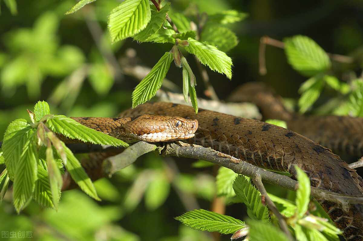 动物眼中世界和人类有什么不一样,不同动物眼中的世界长什么样子