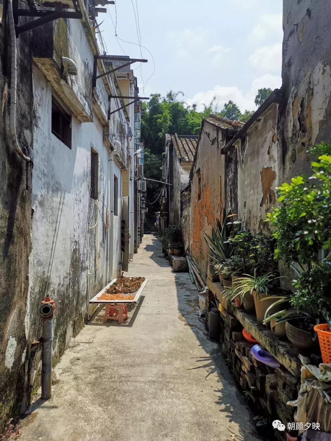 岐阳梧桐起凤环，鹭兮鹭兮寻不见（上）