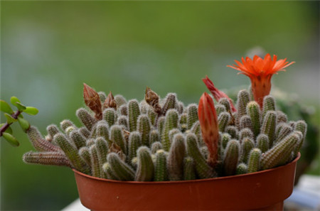 仙人掌开花美图,仙人掌介绍60多种独特的仙人掌