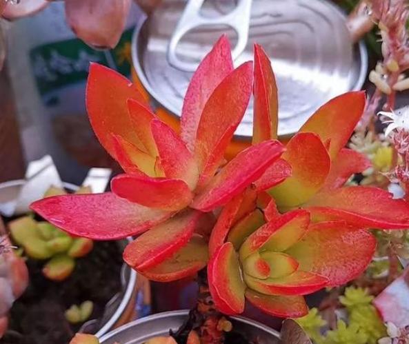 多肉褪色了怎么办,冬天多肉紫乐褪色了是怎么回事