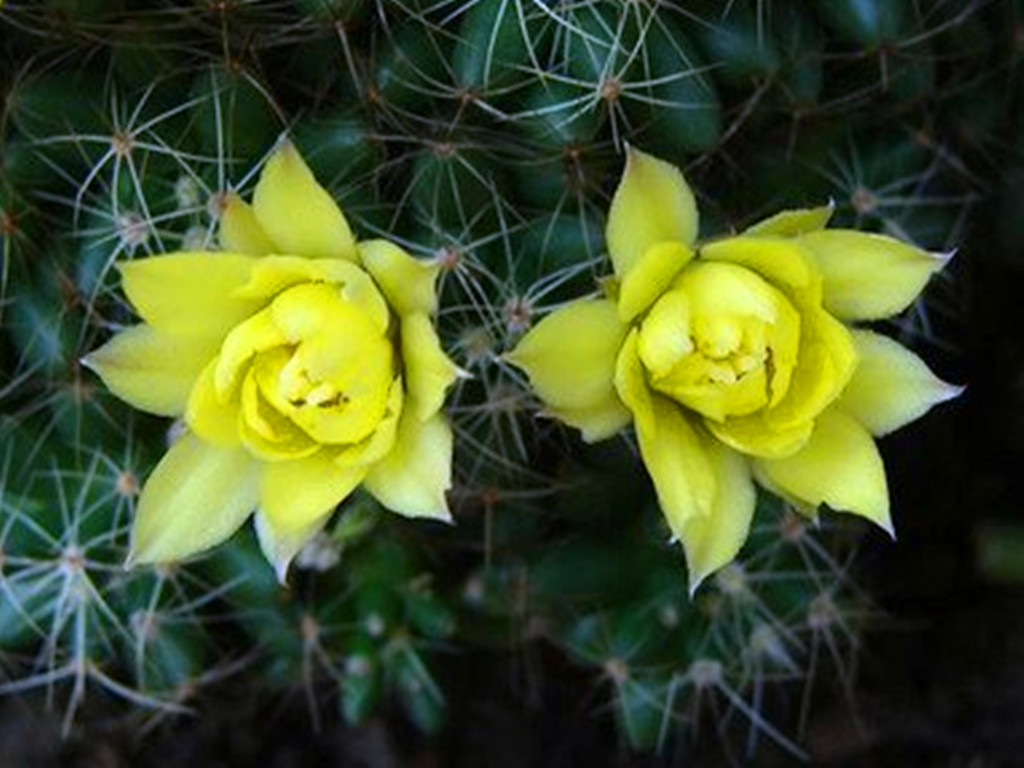 仙人球烂根了怎么处理,仙人球烂根的原因和解决方法