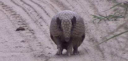 自然探秘动物世界,自然探秘所有动物视频