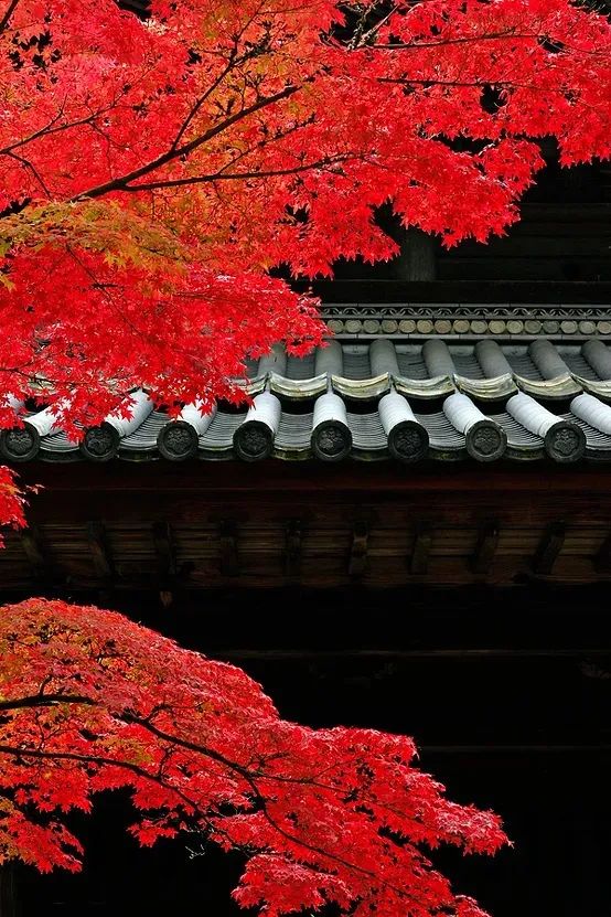 红叶诗词100首,32首唯美红叶诗词静赏绚烂秋日