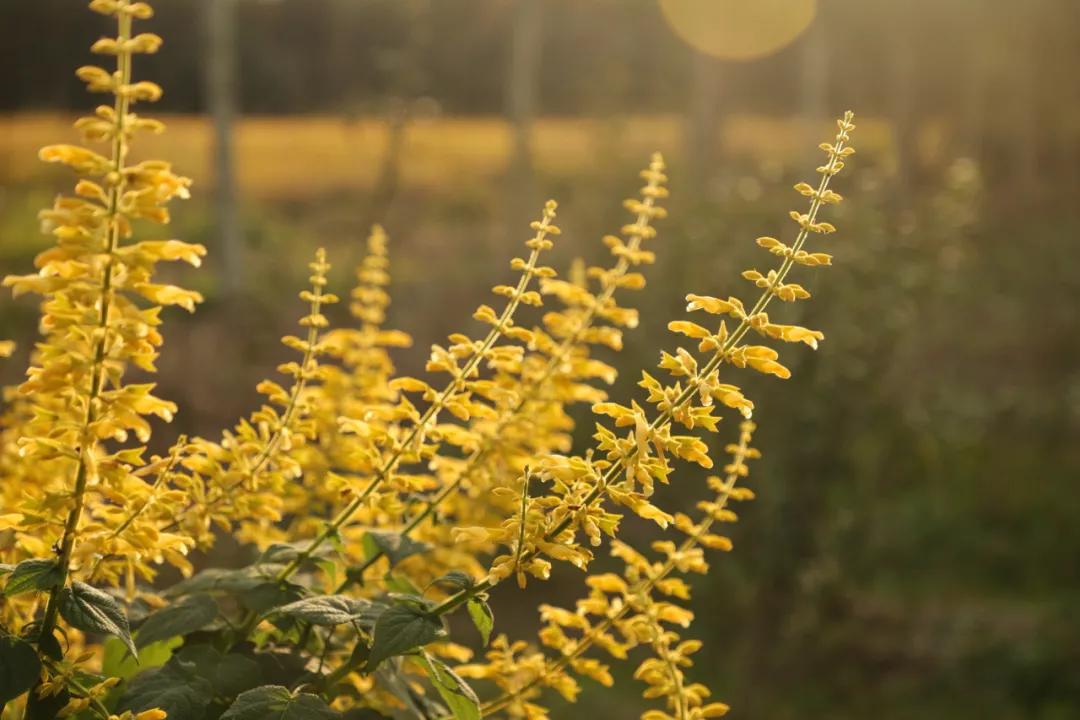 这43个来自世界各地的新品种，快来看看有没有你的菜