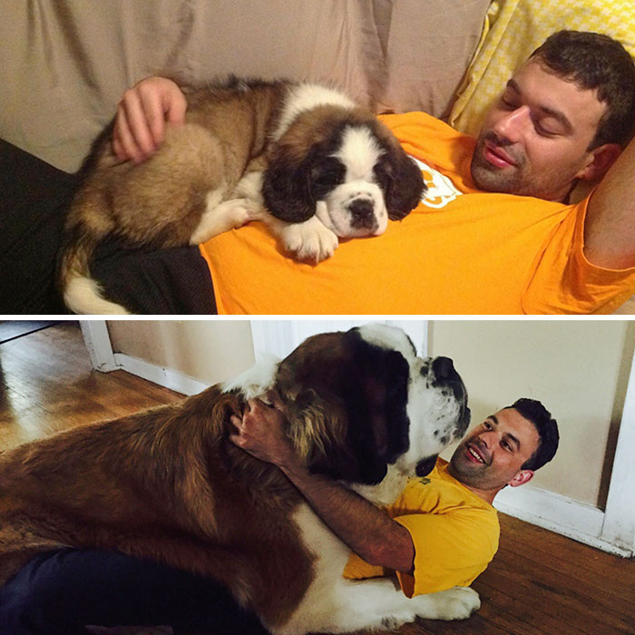 一群狗狗长大前后对比,各个狗狗长大后的样子