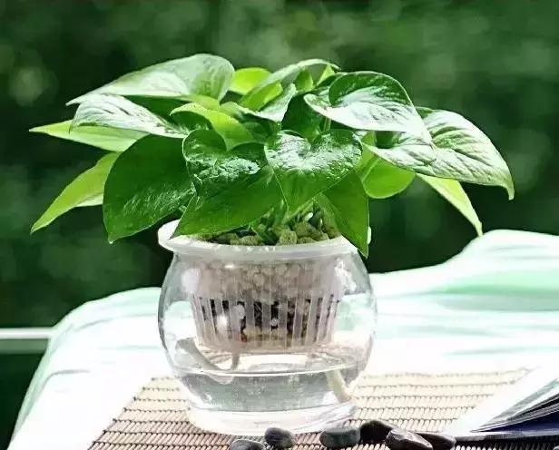 什么植物甲醛吸附好,房间里吸收甲醛的植物有哪些