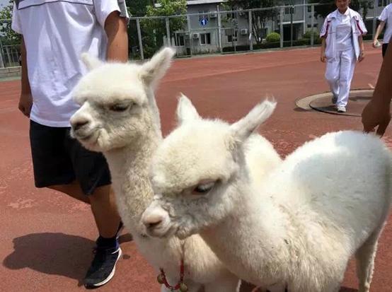 小升初之海淀六小强系列Ⅴ——皇家园林一零一中学