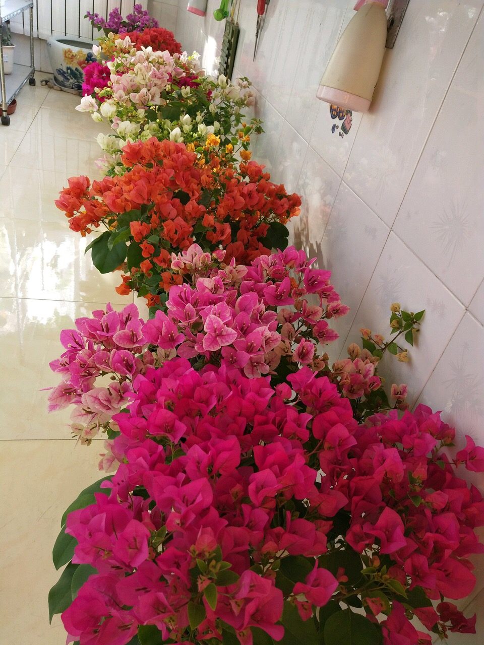 365天都开花名贵的盆栽,365天开花不断的花卉