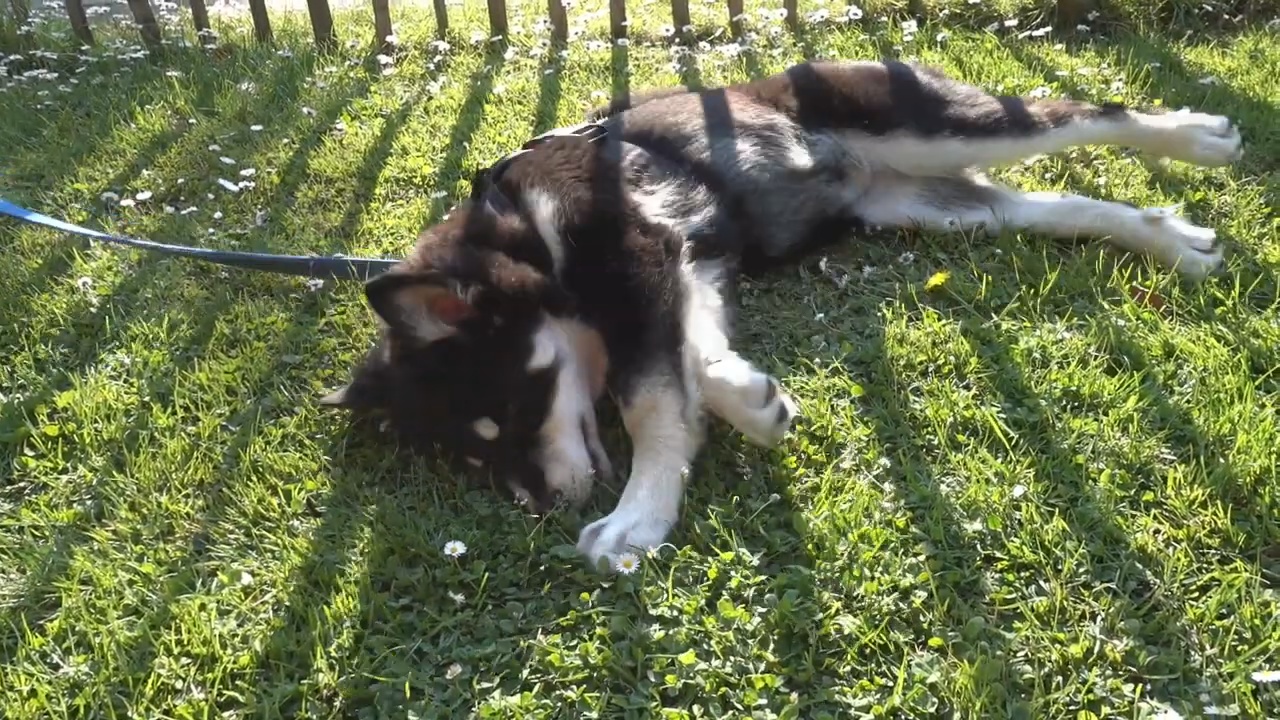 狗狗浑身痒痒总是挠怎么办,狗狗在草地用头蹭地怎么回事