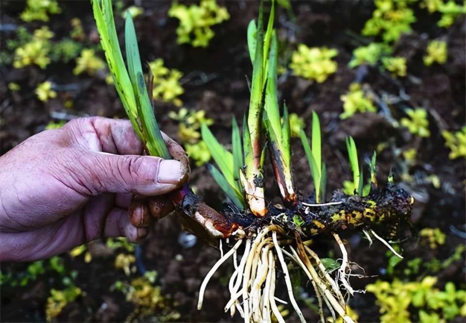 别说你对绿植没有误解，来看看你占哪一条