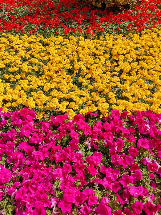 石家庄有哪些免费玩的地方—世纪公园