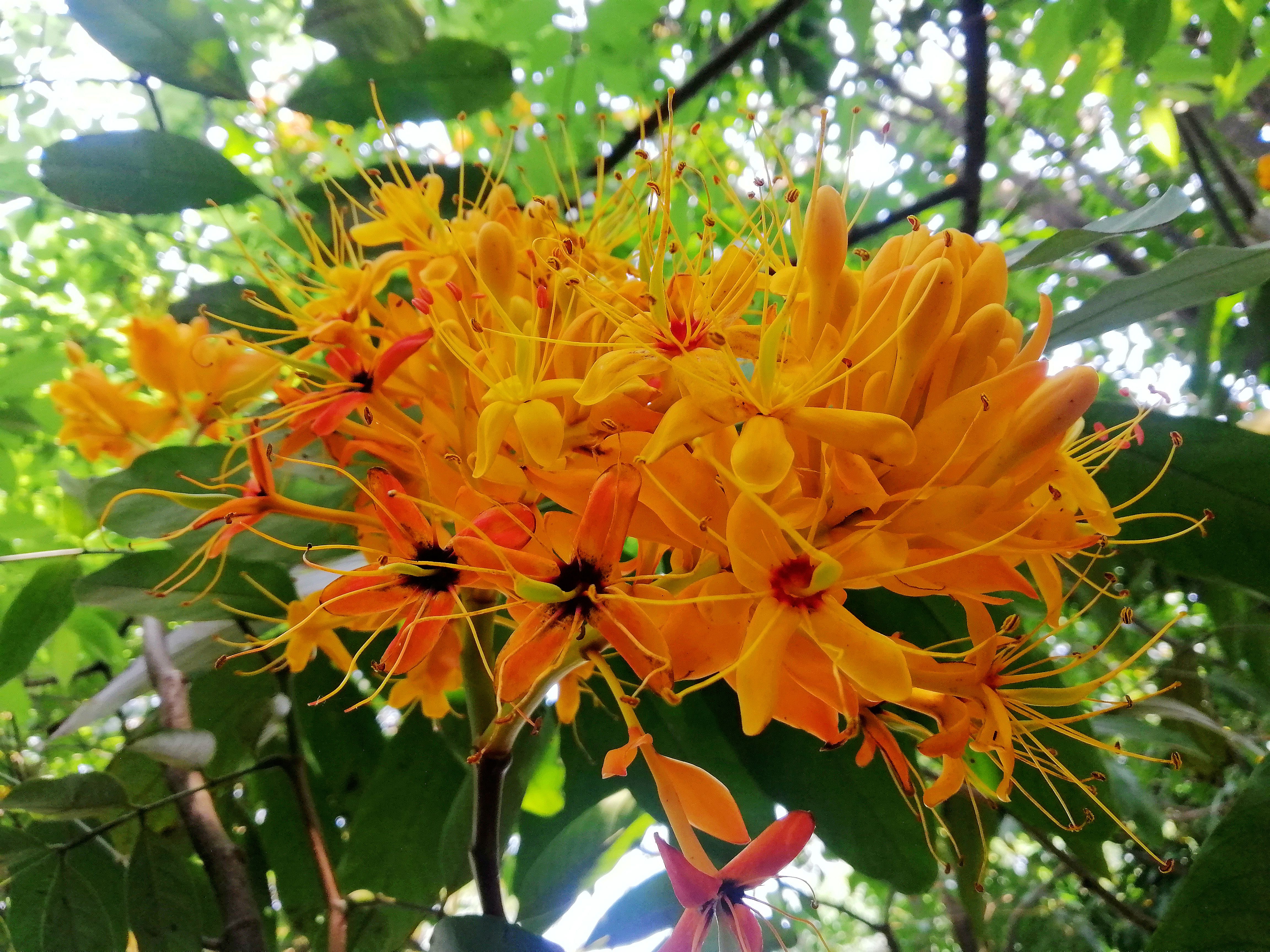 中国无忧花图片,中国无忧花树