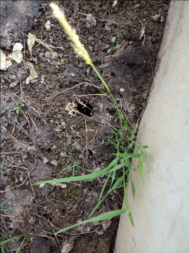 没养殖搞什么最赚钱呢,创业养小龙虾遇到的困难和问题