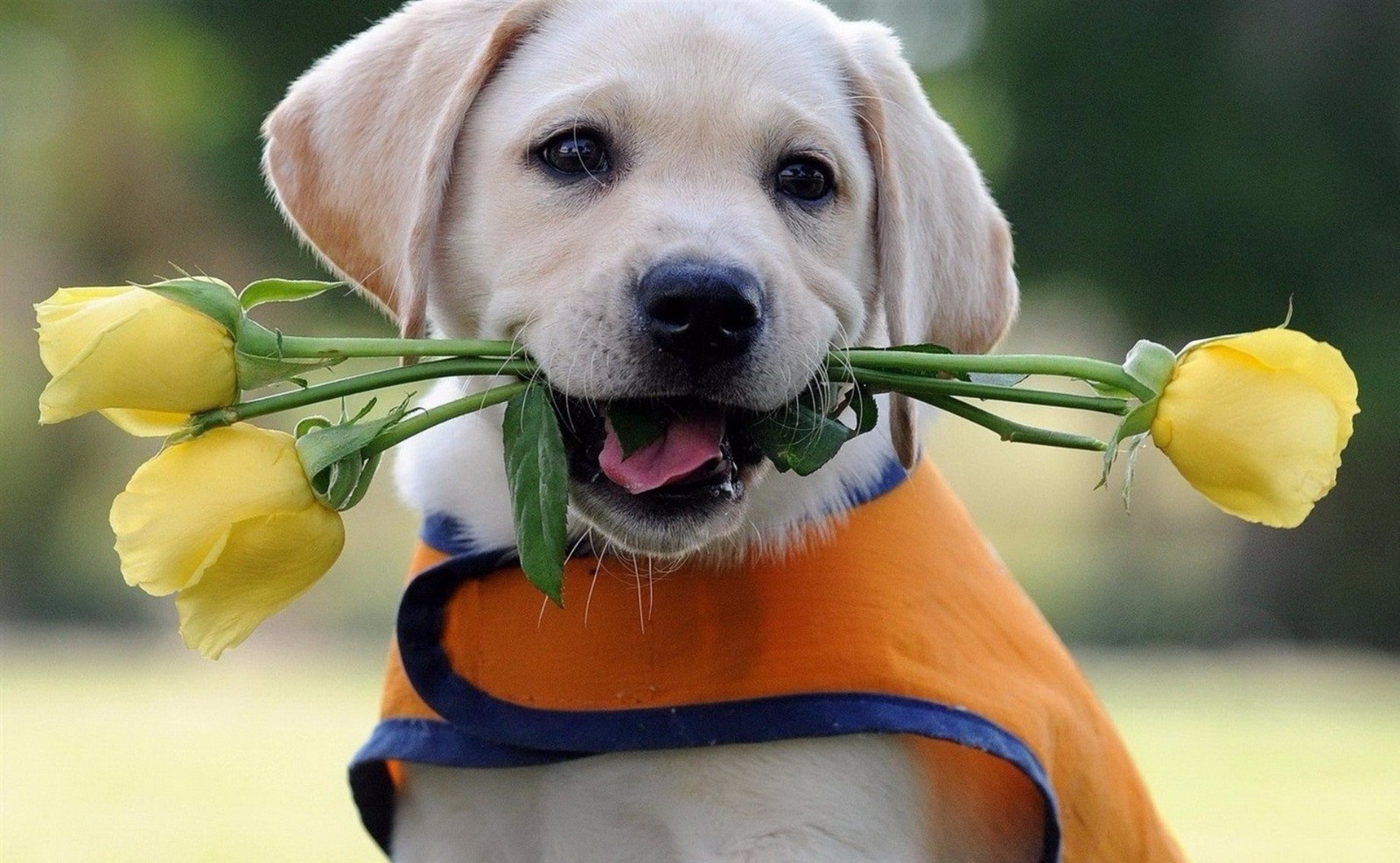 养狗狗新手必备拉布拉多,第一次养狗拉布拉多需要准备什么