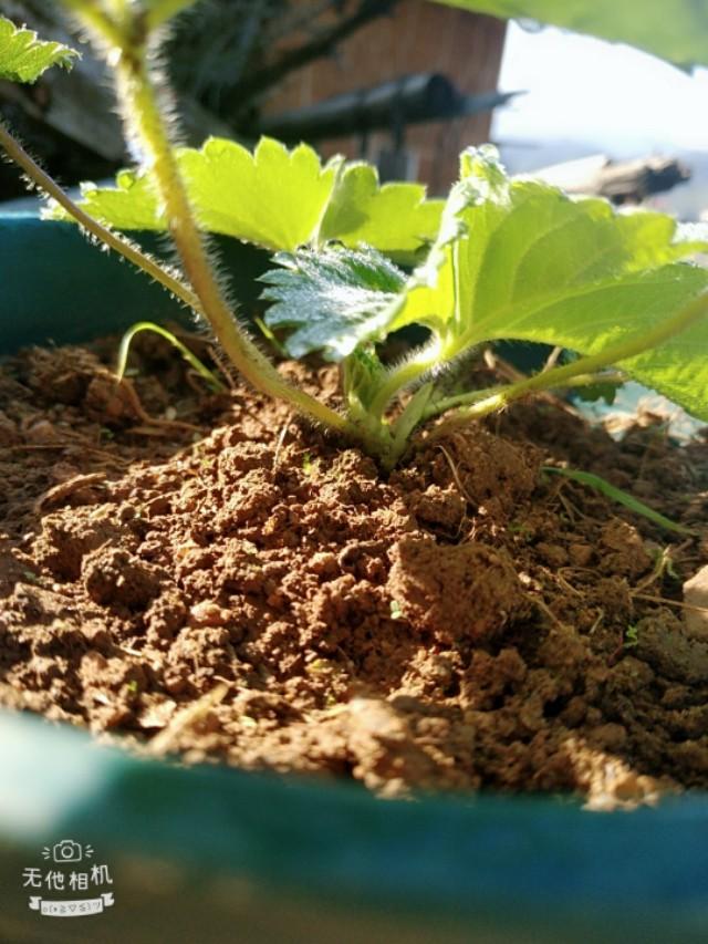 网上买的草莓苗太差了怎么办,怎么辨别草莓苗是不是真的