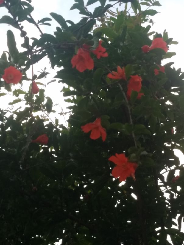 苏州吴江中学,吴江高级中学