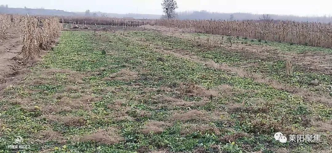 莱阳市胡城,莱阳胡城沙参