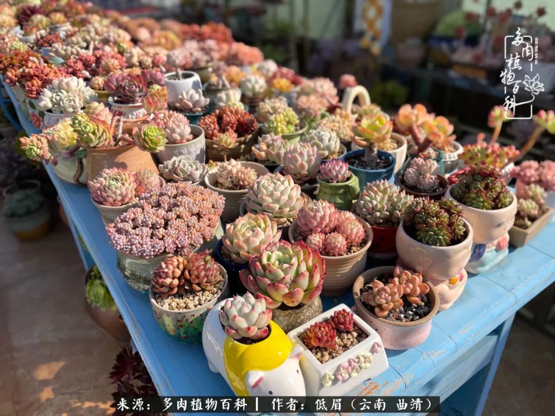 多肉植物百科如何投稿,感谢多肉植物百科的陪伴