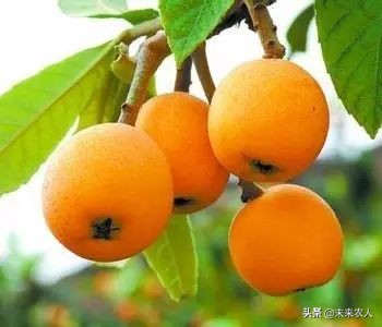 烤烟有机肥的正确使用方法,烟草专用有机肥怎么使用