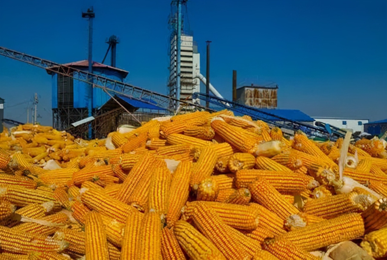 小麦行情十天后玉米价格预测,小麦玉米最新行情及后市交流